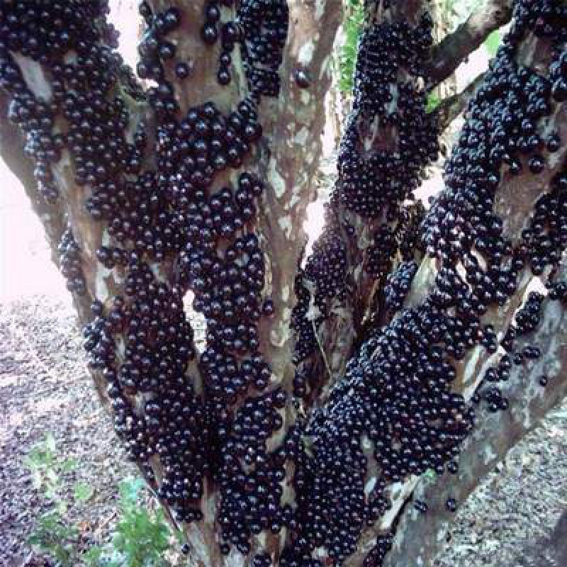 正宗四季嘉宝果树苗树葡萄苗木奶果苗黑加仑苗四季早生南北方种植