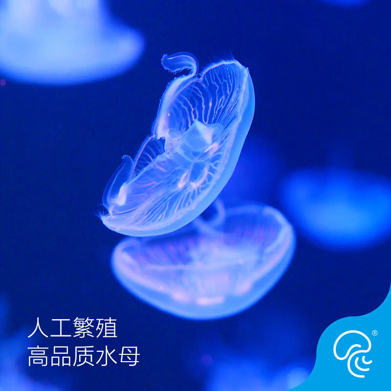 海月水母活体观赏宠水母物活梦幻彩色透明减压情调海水宠物观赏鱼 1只
