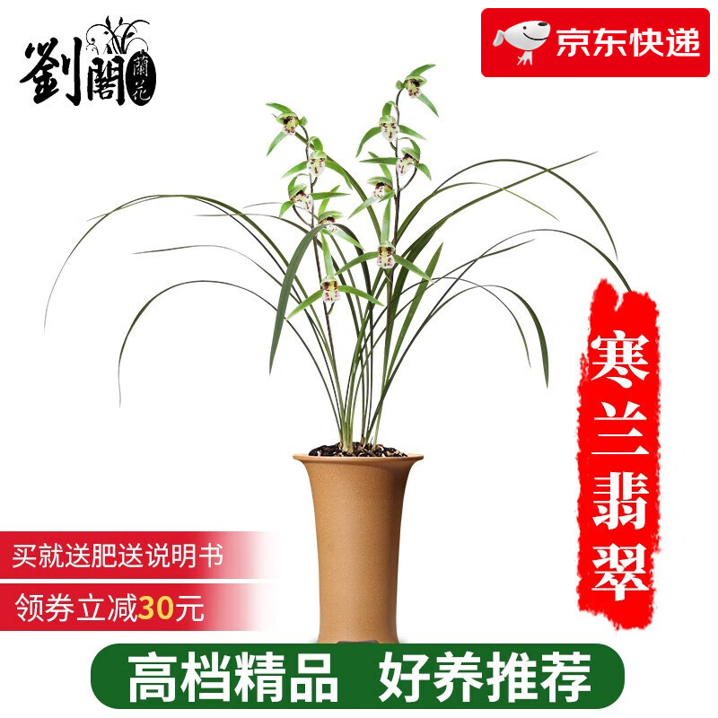 劉閣蘭花建兰四季兰花苗十里桃花 夏带浓香花苞出售 有香味的花卉绿植