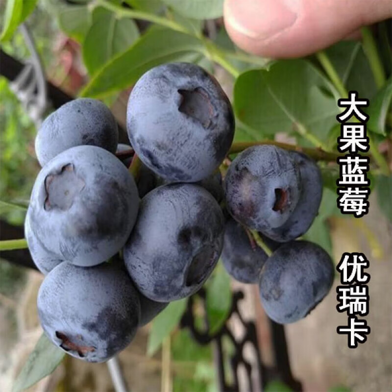 维里特大果优瑞卡蓝莓果树盆栽苗奥尼尔蓝莓苗南方种植兔眼蓝莓苗北方