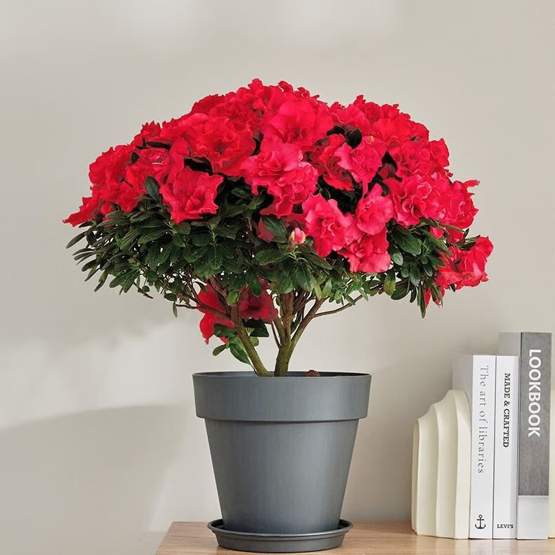 焱然杜鹃花盆栽四季开花带原土室内观花绿植花卉耐寒好养阳台桌面摆放