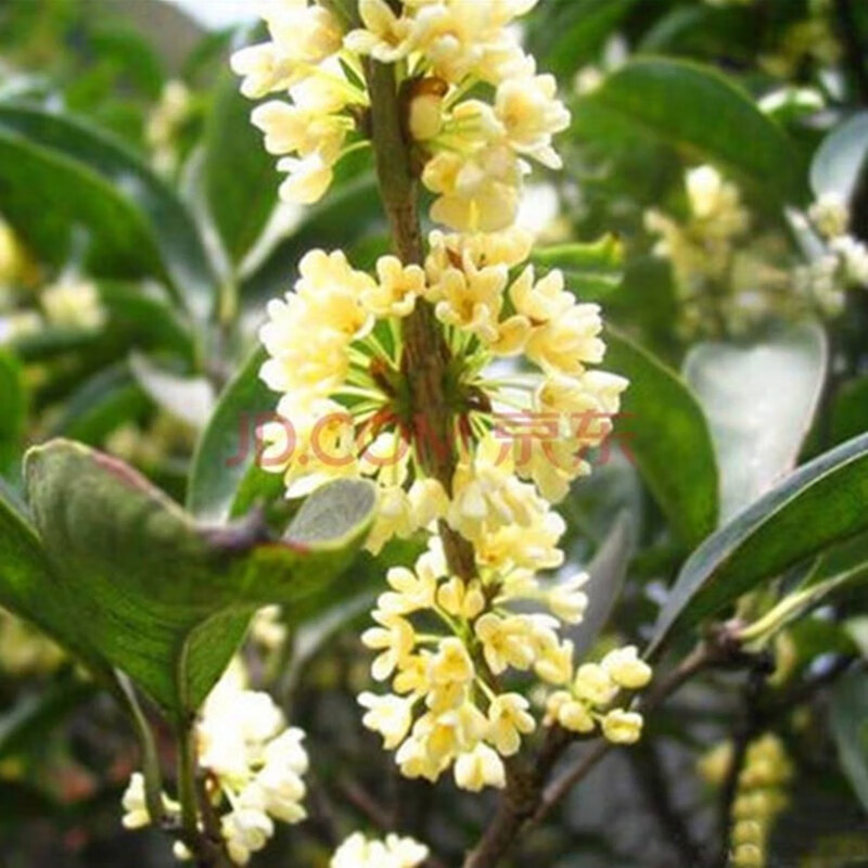 桂花树苗盆栽花卉四季开花植物梅花室内家居庭院美观观花植物丹桂10年