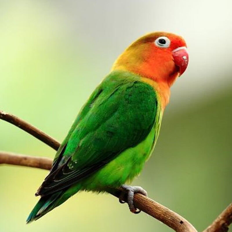 天香赞 鸟活体虎皮鹦鹉鸟中小型会说话的宠物鸟活体牡丹玄凤鹦鹉活物