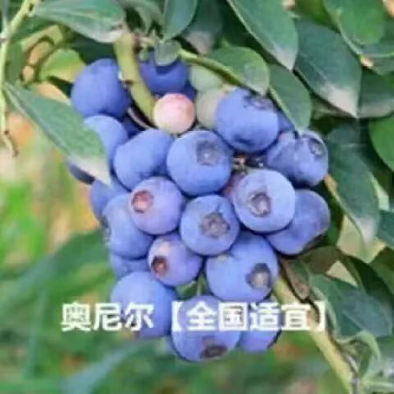 蓝莓种子蓝莓树苗种子阳台盆栽果园庭院蓝梅树果树苗种子各种品种 奥西尼蓝莓种子(+肥) 52粒