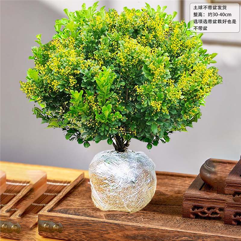 种花迷香水米兰花盆栽花卉绿植室内老桩带花苞四季开花好养驱蚊植物树苗 （花期带花苞）五年米兰【无盆】 含盆