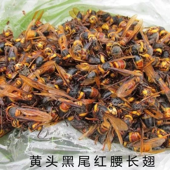 黑尾虎头蜂 滋补养生男人士泡酒料神提土大马蜂黄地胡蜂野生 黑尾蜂