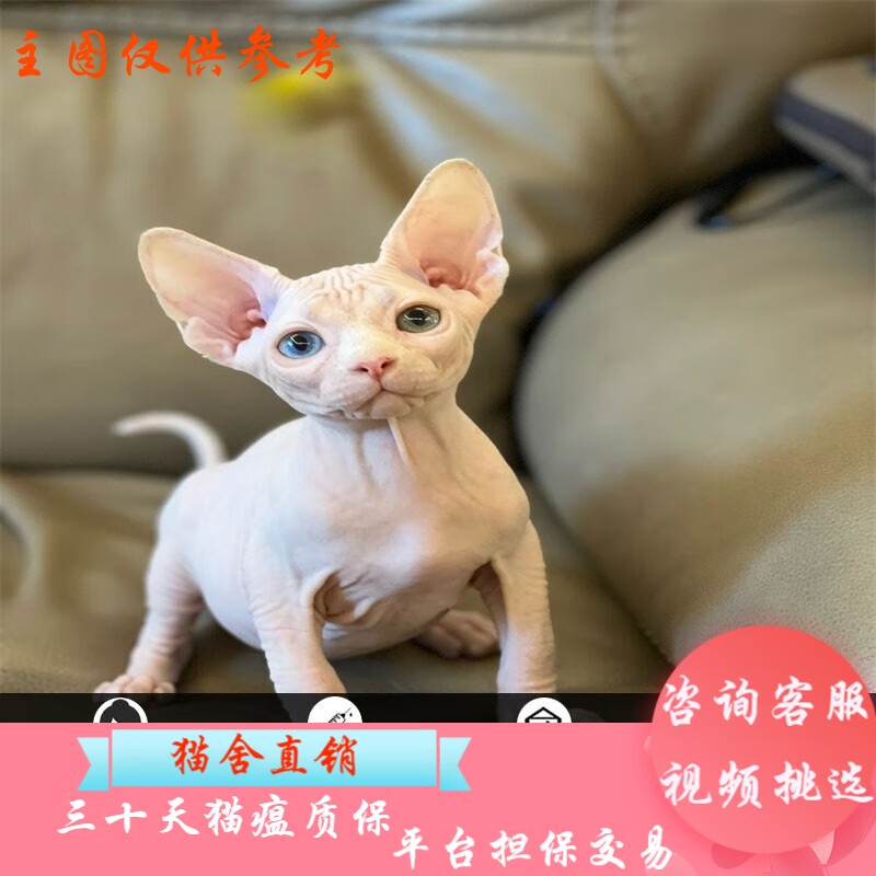 桓瑞宠物加拿大无毛猫斯芬克斯宠物活体异瞳眼白皮黑皮蓝皮精灵耳幼崽