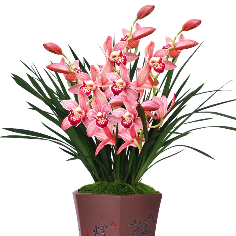 劉閣蘭花建兰四季兰花苗十里桃花 夏带浓香花苞出售 有香味的花卉绿植盆栽 红满天3苗连体