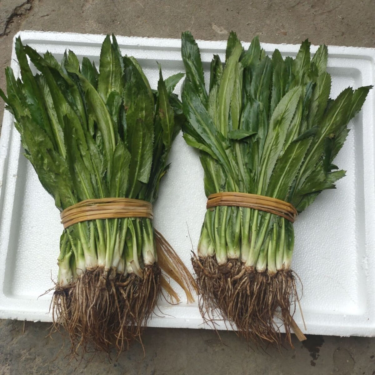 格沃斯（GEWOSI）泰國(guó)大香菜傣族云南野菜香菜云南香菜新鮮刺芫荽刺芹老緬芫荽野菜 帶根0.5斤