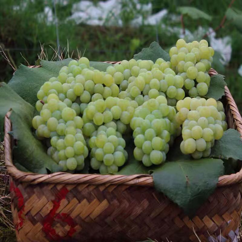 【顺丰-香水葡萄】云南水晶葡萄5斤新鲜现摘香水葡萄当季孕妇水果甜非