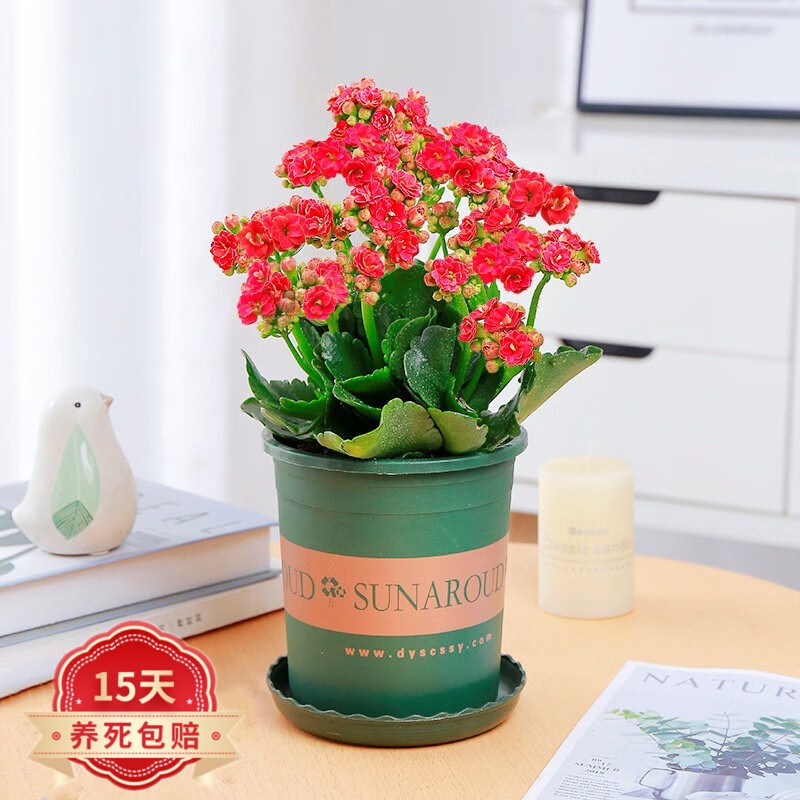 行湘长寿花盆栽花卉花苗四季室内好养的花卉植物客厅 长寿花红色 加仑