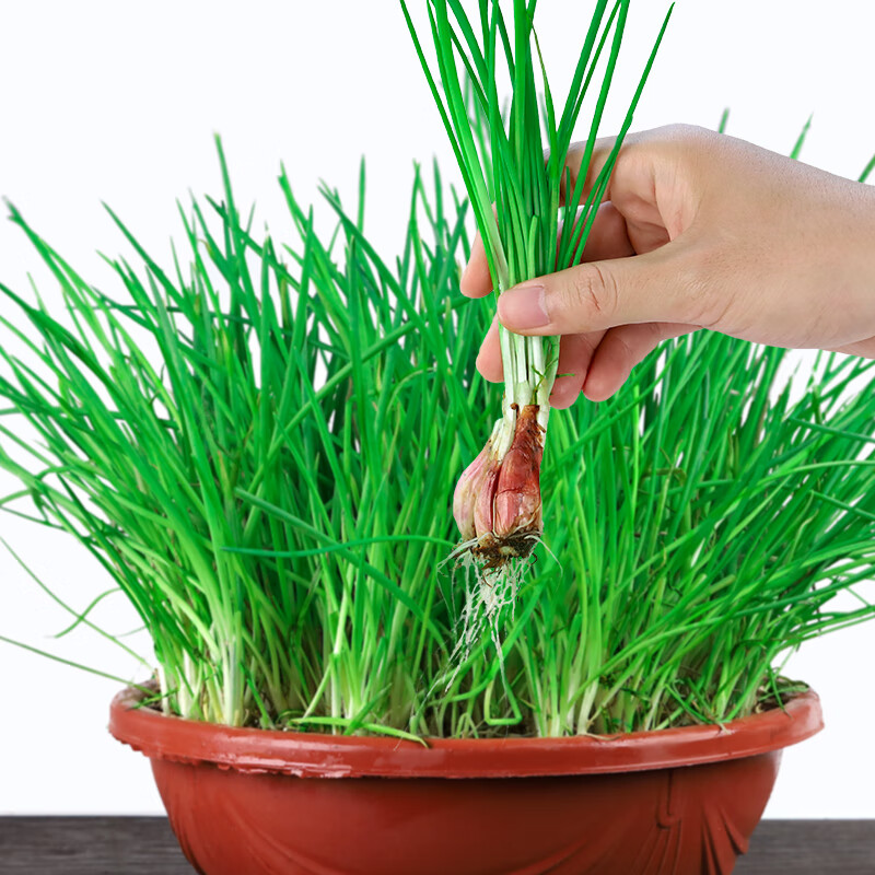 盆栽种苗红葱头小葱种籽香葱苗火葱阳台蔬菜孑 葱头盆栽套餐 加仑盆