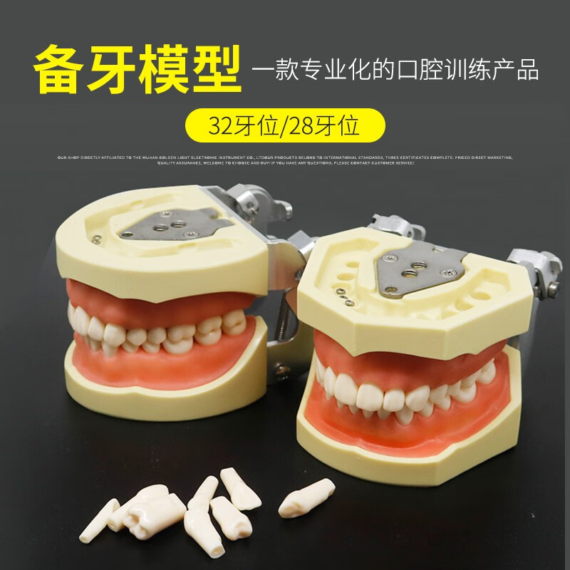 模型可拆卸仿真头模牙齿模型练习牙粒牙科考试教学 软牙龈模型28颗牙