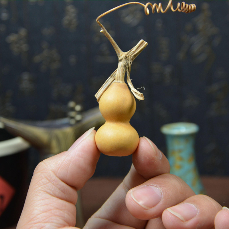 花支蕊观赏小宝手捻大瓢葫芦攀爬蔓生爬藤爬墙栅栏盆栽植物易种花卉