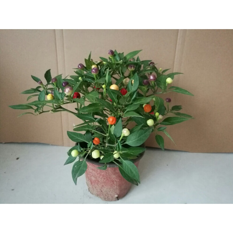 五彩椒朝天椒苹果椒七彩椒盆栽食用观赏辣椒苗阳台庭院绿植物 现在