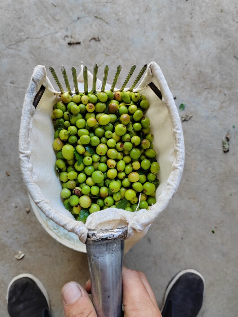 山头林村摘栆神器 摘酸枣神器酸枣工具摘柏籽神器柏树籽工具山枣农用