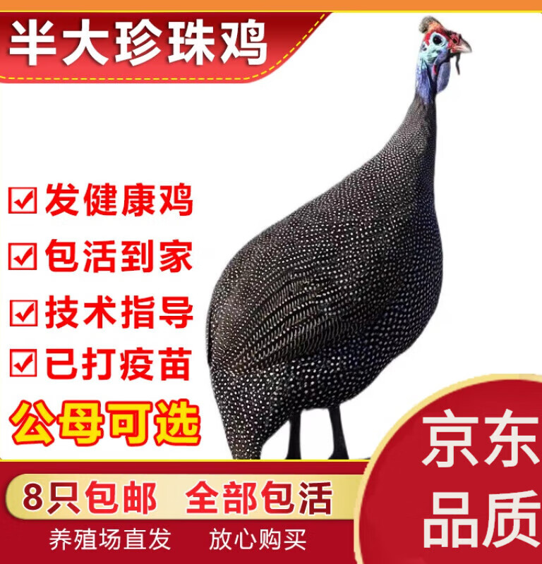 宝诺滋纯种散养珍珠鸡苗珍珠鸡活苗鸡活苗半大珍珠鸡 单只价格 (公母