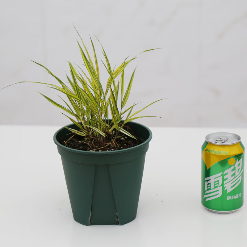 耀强箱根草日本知风草盆栽苗花叶金叶观赏草庭院耐寒植物喜阴阳台 花