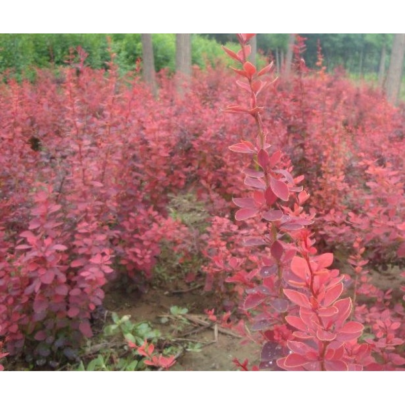 红叶小檗30-40高度10株