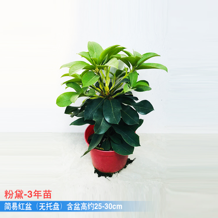 杜鹃名贵品种花卉盆栽树苗阳台庭院耐寒耐晒春季花期好养植物 粉黛3年