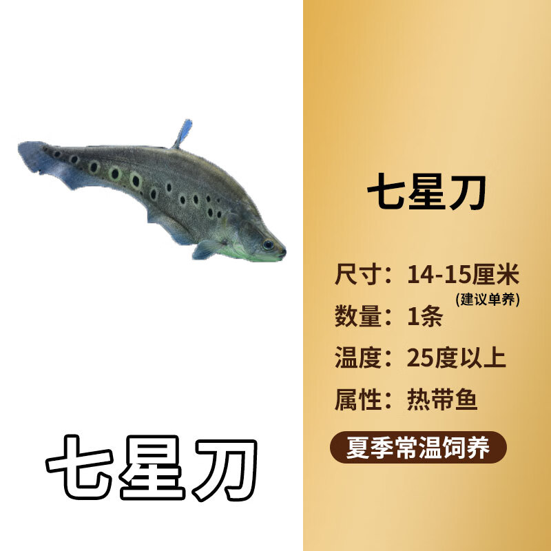 渔阁坊中大型鱼热带鱼观赏鱼七星刀鱼活体黄金白化刀鱼宠物鱼淡水鱼