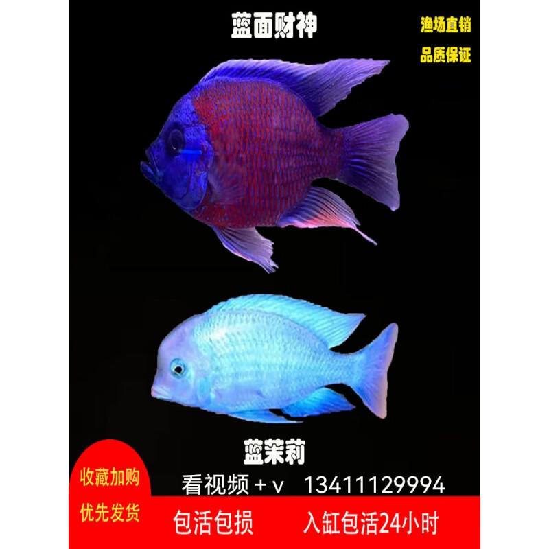 荣郁蓝面财神鱼淡水观赏鱼大型鱼蓝茉莉鱼高端龙鱼配鱼好养耐活热带鱼