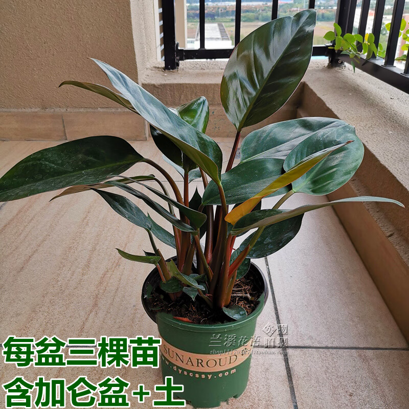 红钻金钻大叶盆栽绿植花卉落地居家大型花卉四季常青好养室内植物