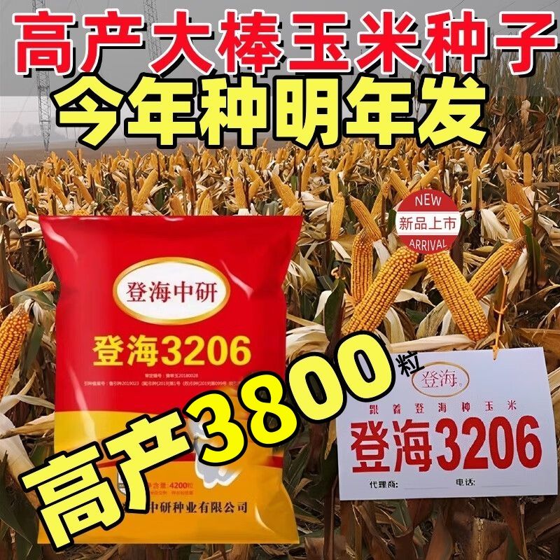 旺园兴高产大棒玉米种子登海3206矮杆抗旱抗倒伏抗病抗虫春夏播 登海
