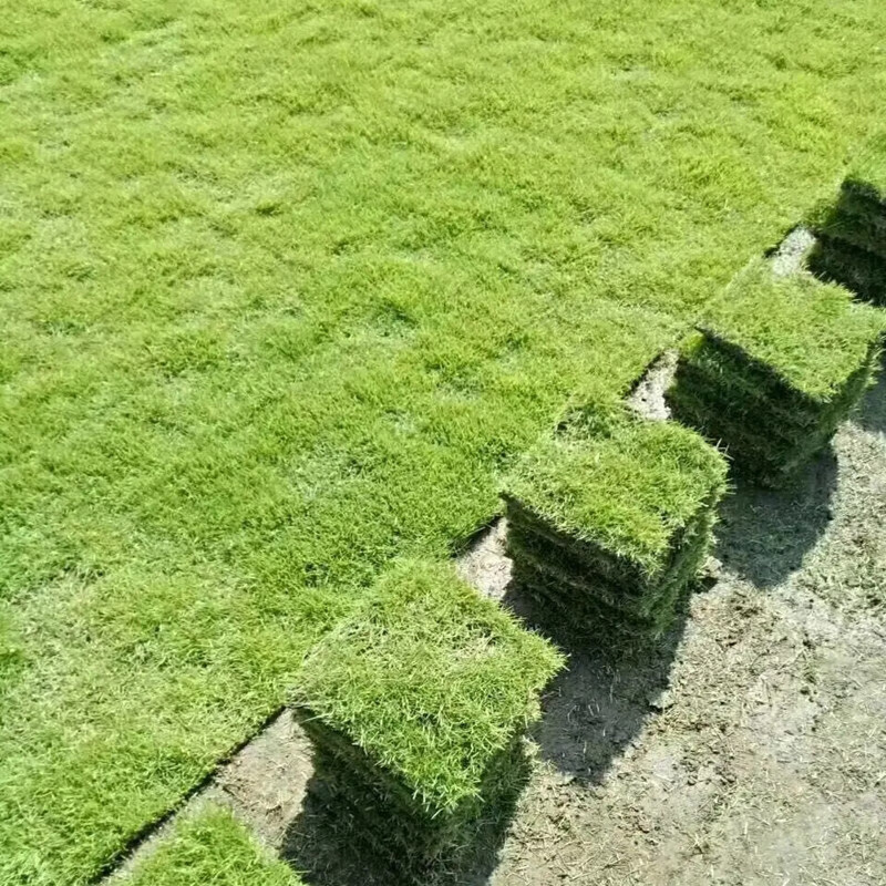 种花迷矮生百慕大草皮真草坪带泥土果岭草别墅庭院 马尼拉草皮约1平方