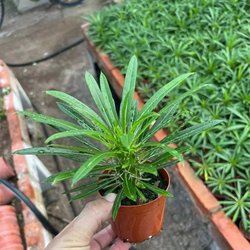 非洲霸王树盆栽造景植物大型绿植园林植物室内花卉绿植棒槌树花 霸王