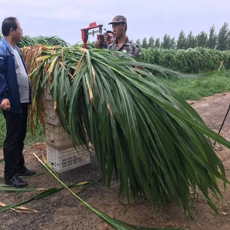 细辛甜象草种子多年生四季稳产牧草种子畜牧养殖牛羊兔鱼黑麦草籽