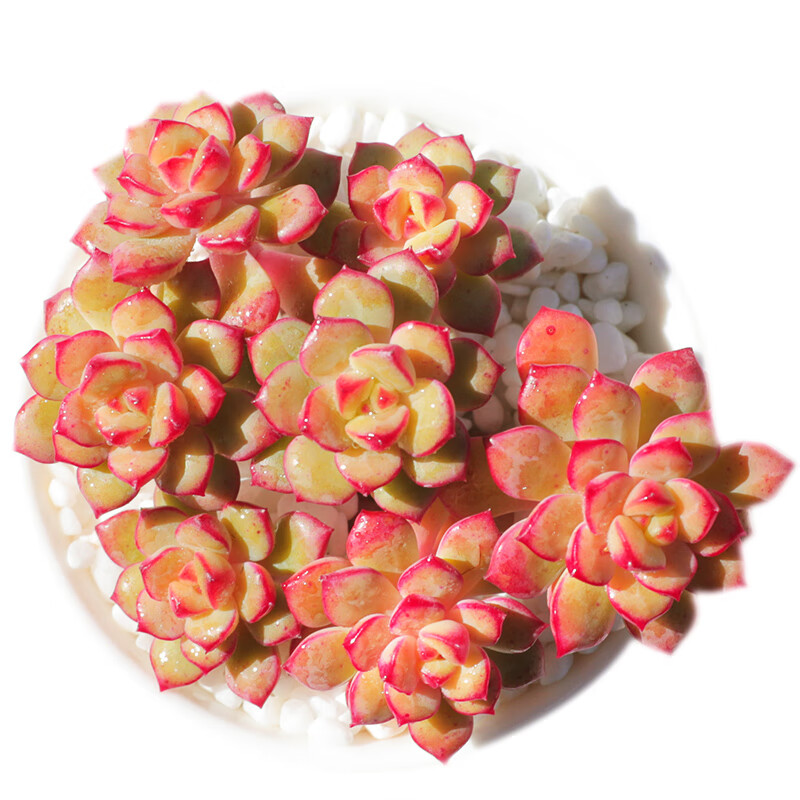 探戈多肉植物群生多头室内花卉大株盆栽稀有品种贵货老桩肉肉 探戈:5