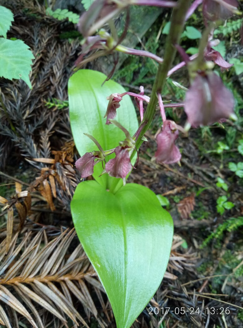 姒桀羊耳蒜 七 借母怀胎 鸡心七 红花羊耳蒜苗 开花大苗一株 裸根不