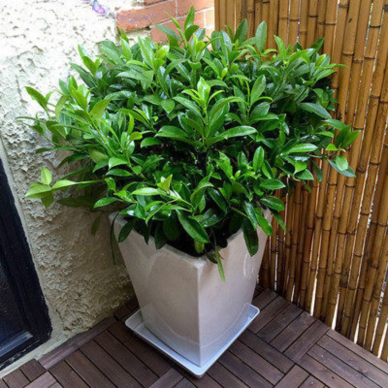 办公室大型绿植盆栽花卉非洲茉莉花绿植植物盆景 非洲茉莉50厘米高 不