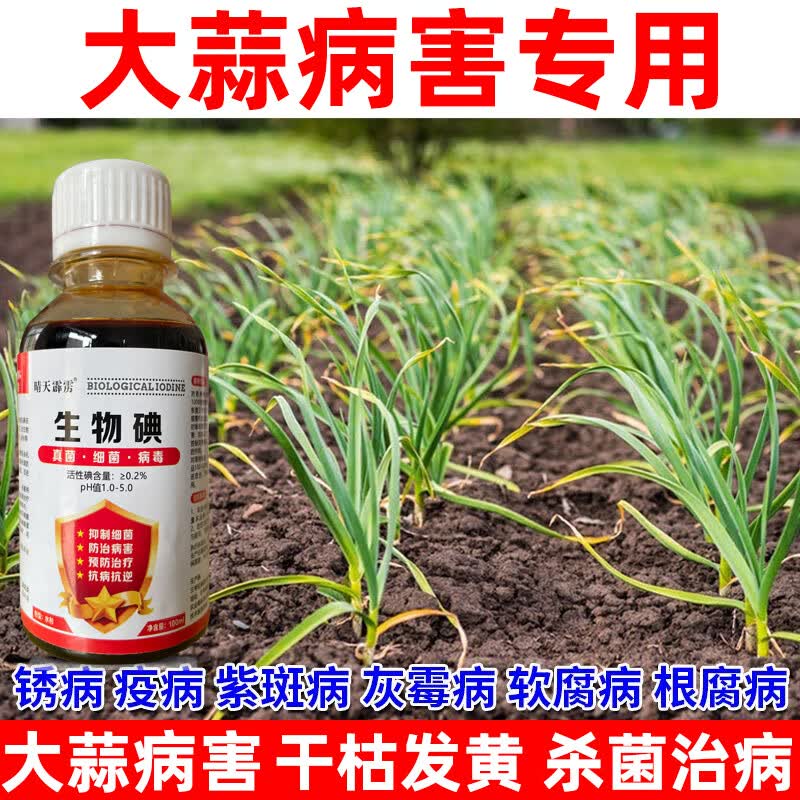 旋转乾坤大蒜病专用药大蒜杀菌剂干尖黄叶锈病疫病紫斑病灰霉病通用
