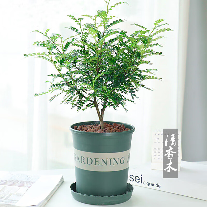 云南清香木盆景老桩木本花卉植物室内盆栽树苗胡椒木四季常青绿植 清
