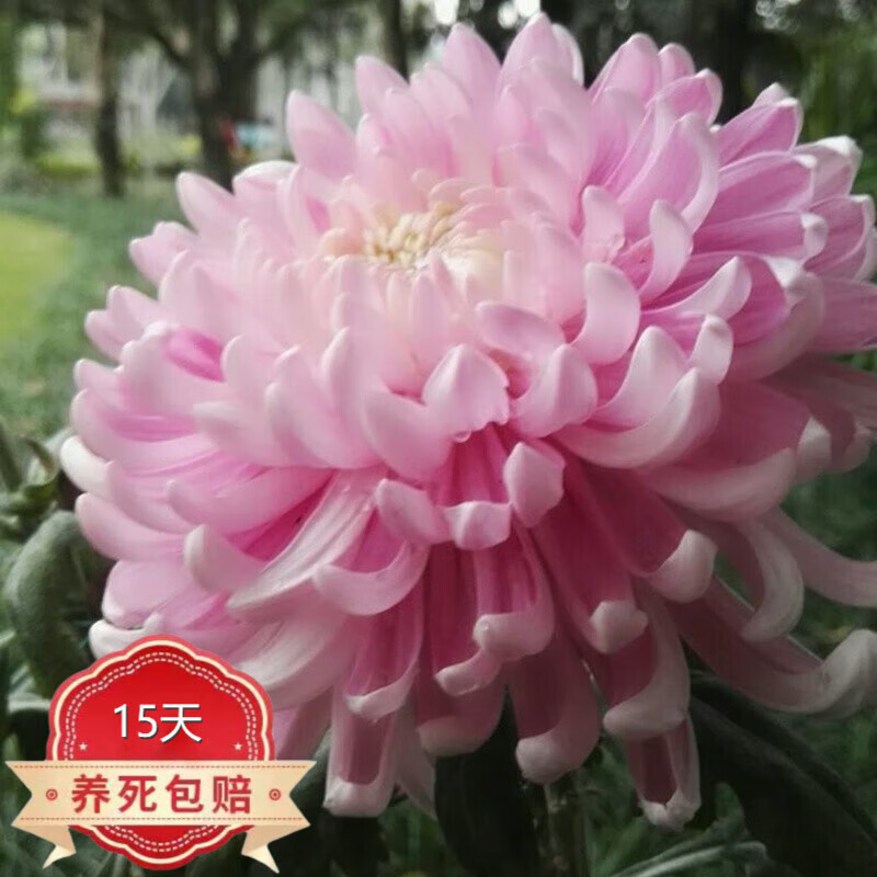 开花大菊花带花苞乒乓菊长寿花盆栽植花卉 龙爪菊( 清水荷花(苗5棵)