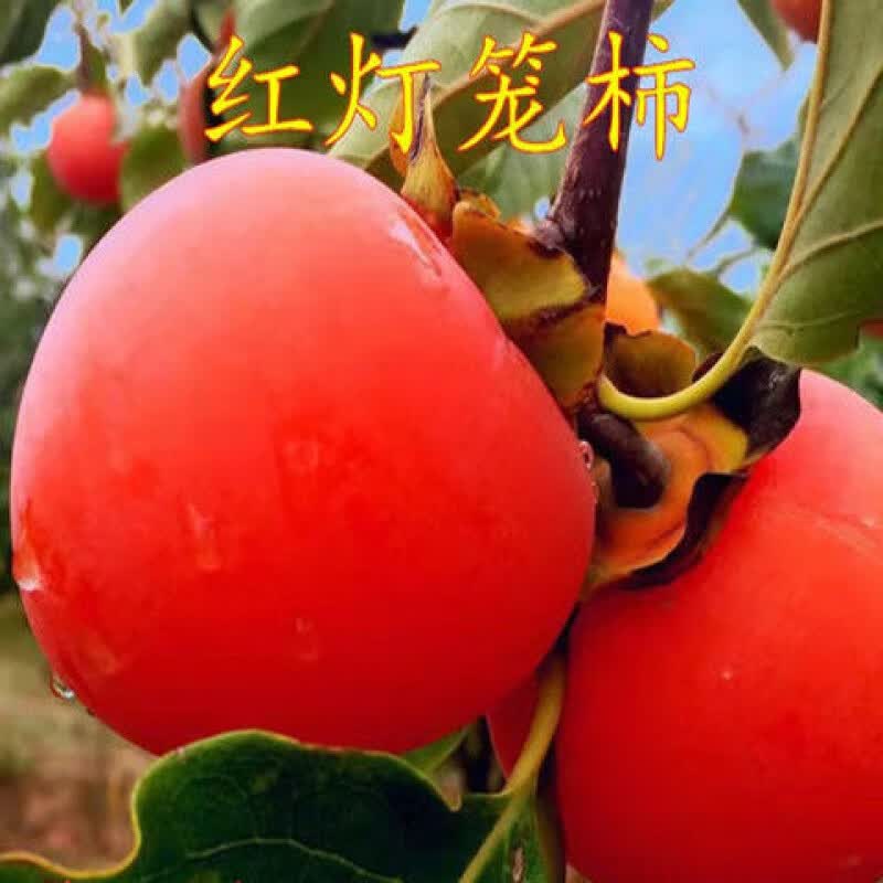 红灯笼柿子树苗明年结果软甜柿饼专用盆栽矮化地栽耐寒南北方种植