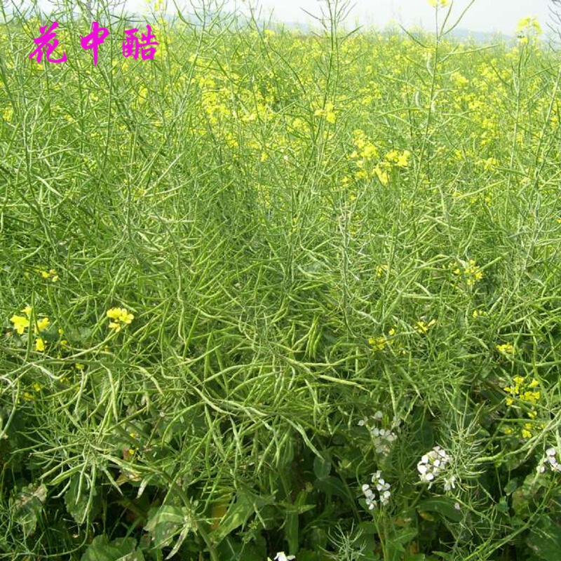 四观赏油菜花种子 榨油油菜籽北方耐寒花卉种  油菜种子 北方油菜种子