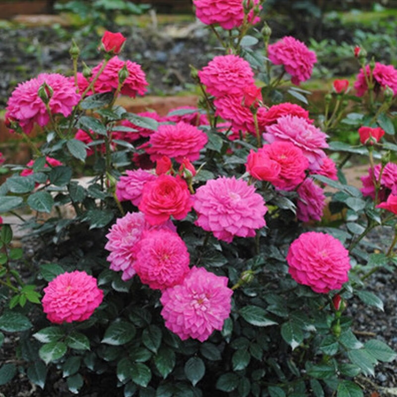 春沭榴花秋舞月季花大苗阳台玫瑰淡香多头四季观花盆栽花卉绿植物