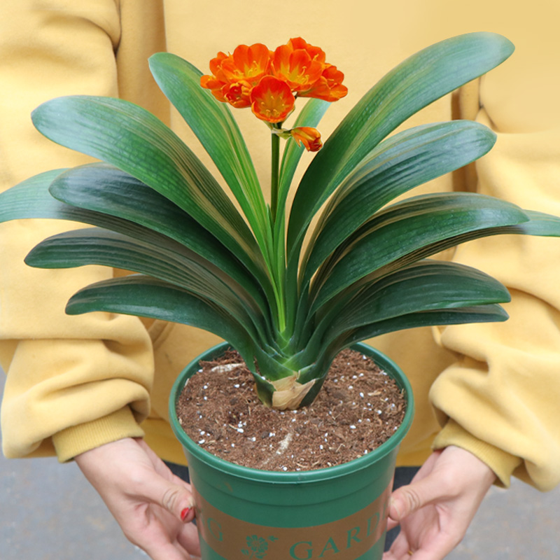 君子兰盆栽花卉兰花苗四季室内高档小盆景好养的圆头和尚观花植物 10