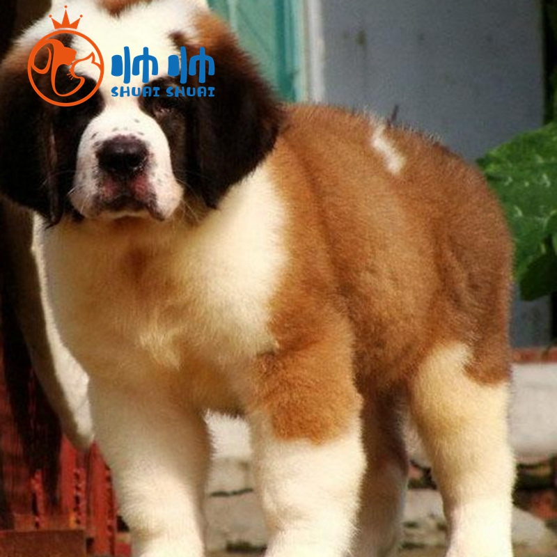 帅帅名宠圣伯纳幼犬 大型犬巨型宠物狗 圣伯纳犬幼犬幼体幼崽 全国可