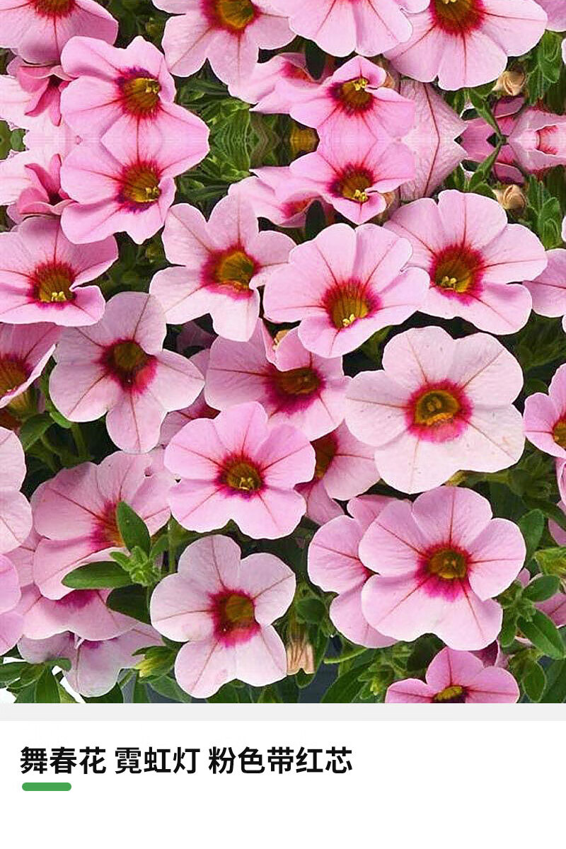 刘不丁舞春花盆栽苗庭院阳台花园室内多年生观赏盆栽花草本花卉预卖