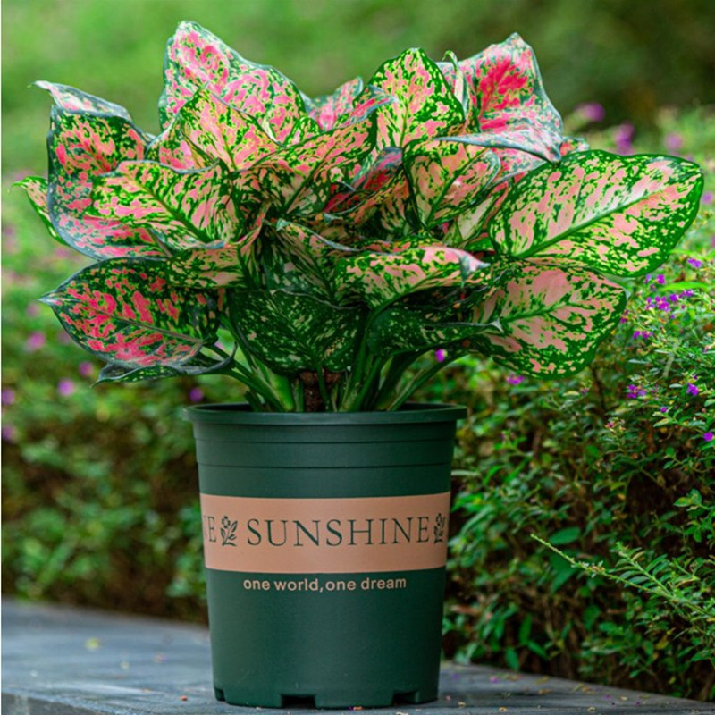 瑰玮如意皇后盆栽室内客厅卧室房间窗台好养植物桌面彩色叶子绿植花卉