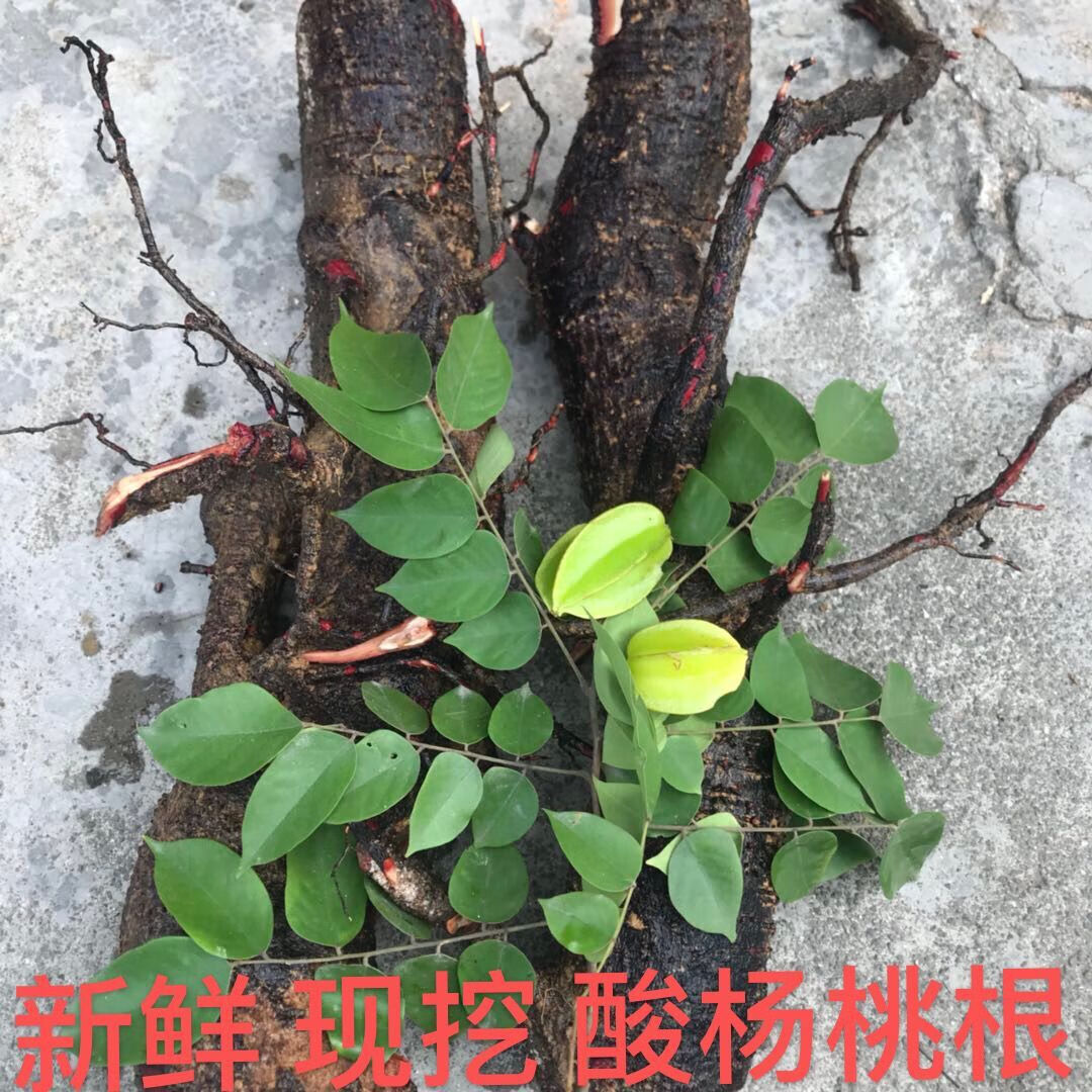 正宗野外酸杨桃树根 酸杨桃根 酸五敛子根 现挖500克 绿色 500g新鲜整
