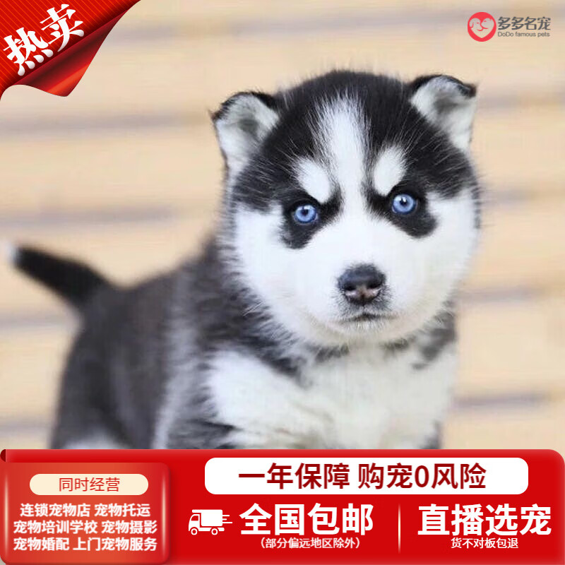 多多名宠哈士奇幼犬幼崽二哈犬纯种宠物狗狗活体雪橇犬大型犬巨型犬