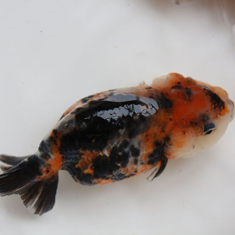 麦叮卡 观赏鱼 金鱼活体 鱼活体 冷水鱼 淡水鱼 兰寿小金鱼 花寿7-10