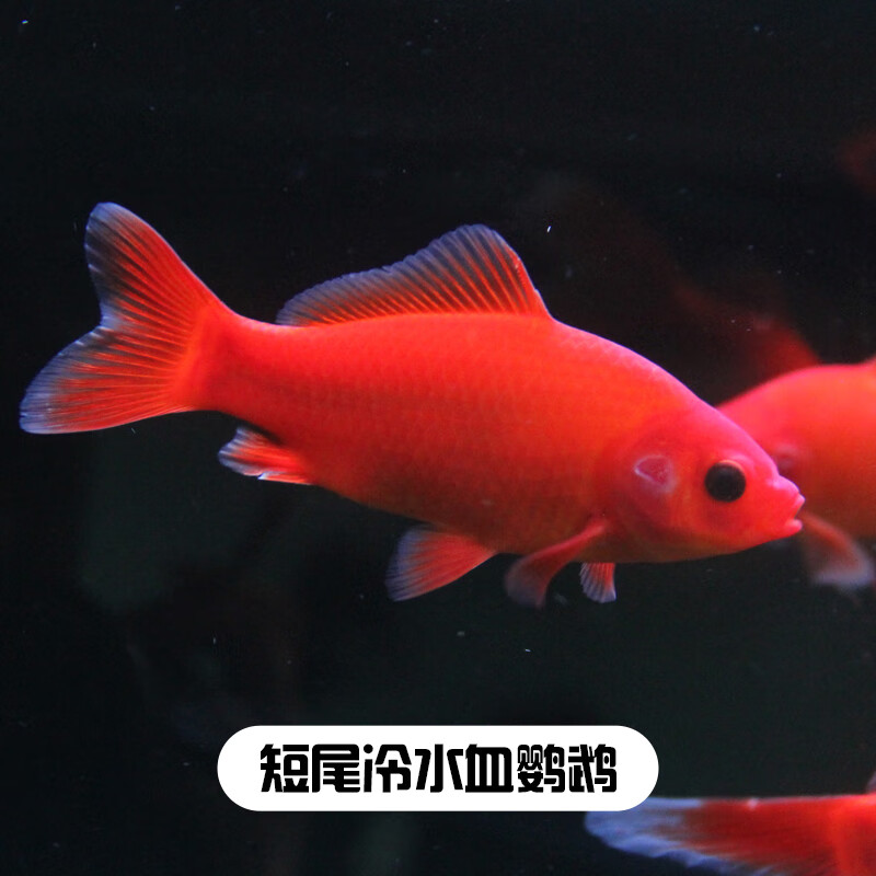观赏鱼冷水血鹦鹉发财鱼葡萄眼黑眼草金锦鲤金鱼红草金风水鱼活体
