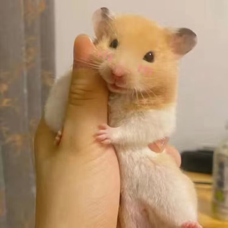 古智怡包活金丝熊仓鼠活物已打疫苗卷毛蜜波利雪球熊类巨型仓鼠活体