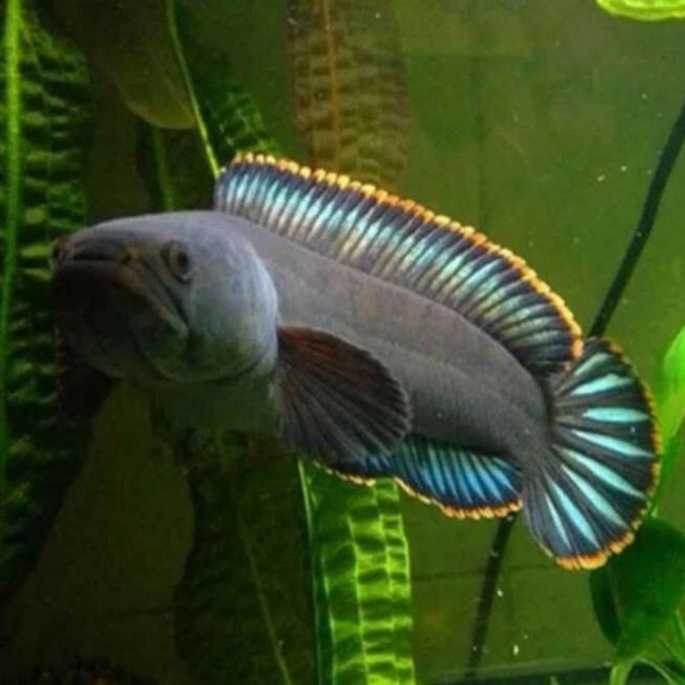 雷龙鱼观赏鱼冷水鱼龙鱼七彩雷龙淡水活体彩虹雷龙鱼活的耐寒低温